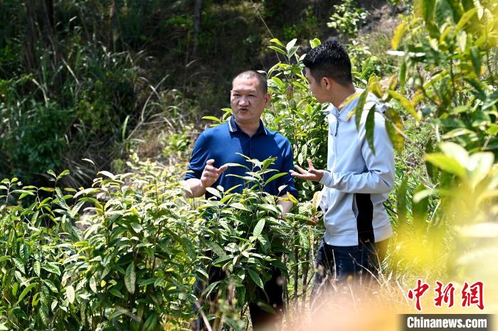 張高漢向參訪者介紹金花茶種植情況?！埥鸫?攝