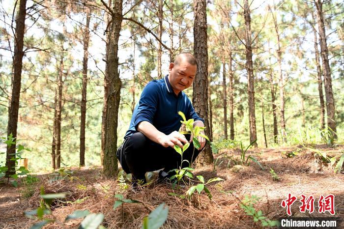 張高漢查看在松樹林下剛套種不久清明茶的生長情況?！埥鸫?攝